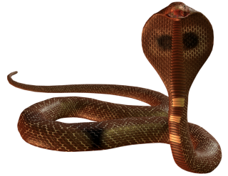Snake PNG, Snake Transparent Background - FreeIconsPNG