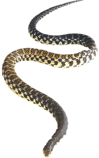 Snake PNG, Snake Transparent Background - FreeIconsPNG