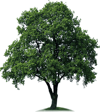 Tree PNG, Tree Transparent Background - FreeIconsPNG