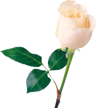 White Rose PNG, White Rose Transparent Background - FreeIconsPNG