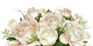 White Rose Png White Rose Transparent Background Freeiconspng