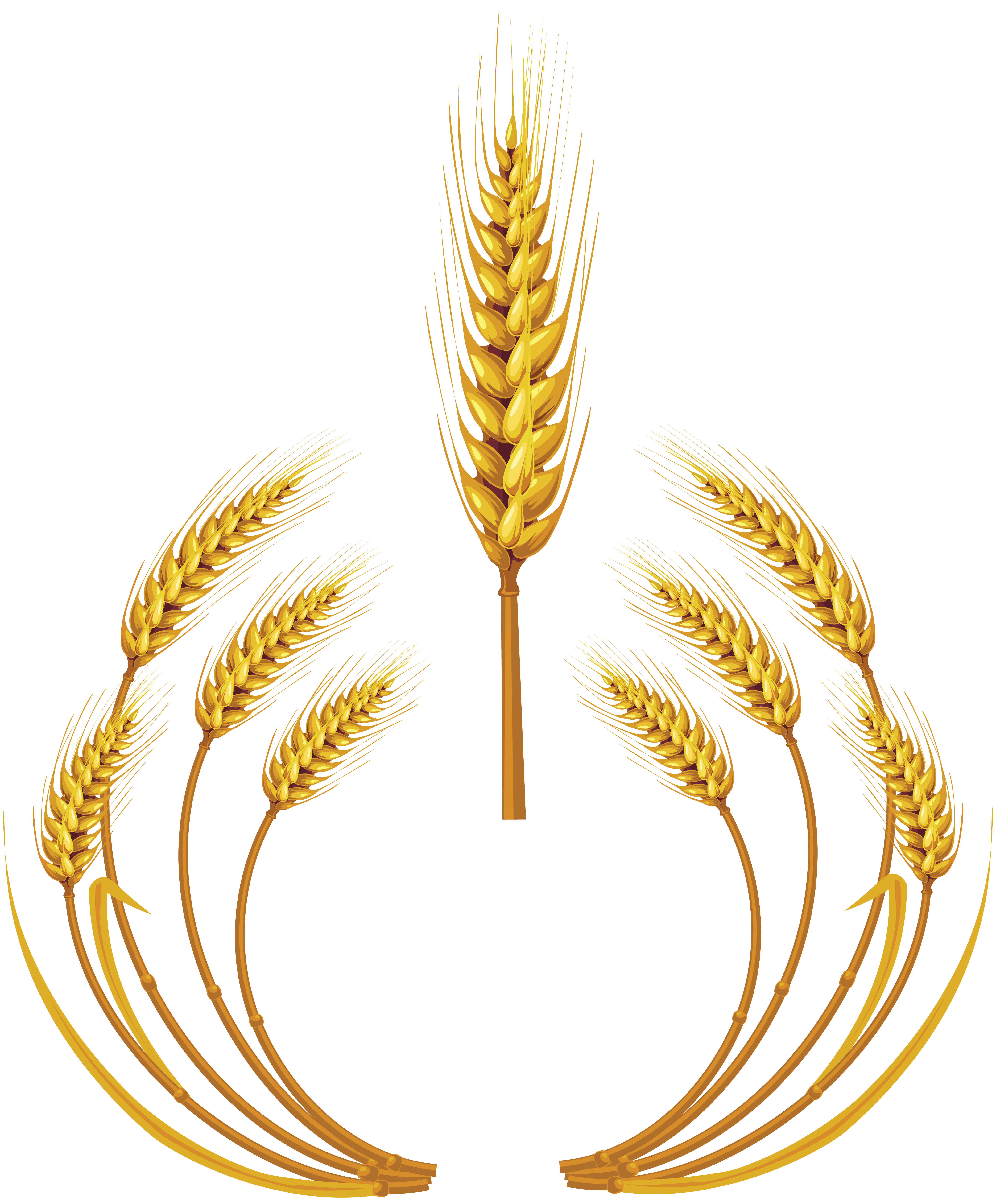 Wheat Pattern, Wheat, design Tool, cartoon Wheat, Elements, wheat Logo,  wheat Grains, wheat Field, Wheat flour, ifwe | Anyrgb