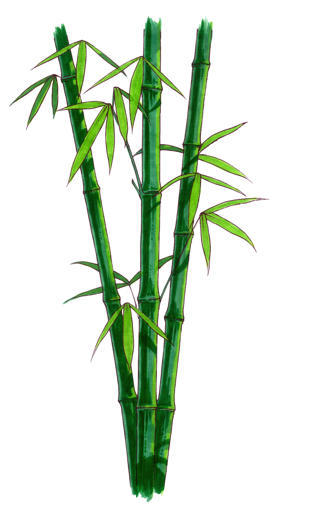 Browse And Download Bamboo Pictures Png Transparent Background Free Download 40482 Freeiconspng