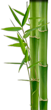 Free Download Images Bamboo PNG Transparent Background, Free Download ...