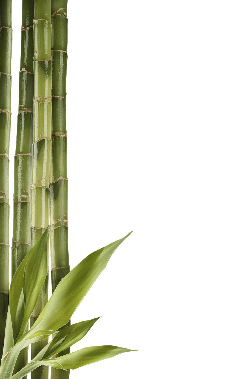 Download Images Bamboo Free Png Transparent Background Free Download