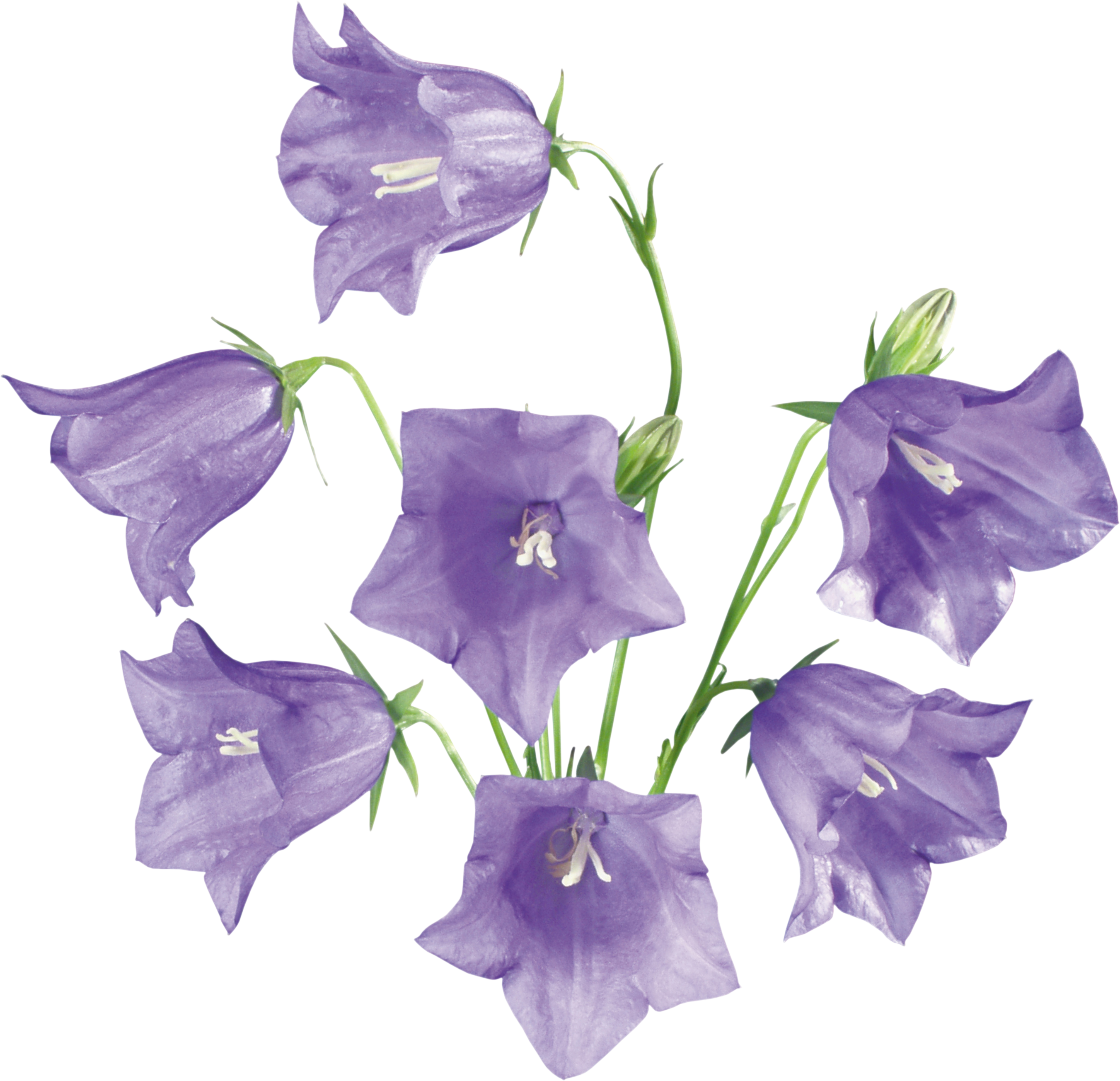 Bellflowers Picture Flowers PNG Transparent Background, Free Download ...