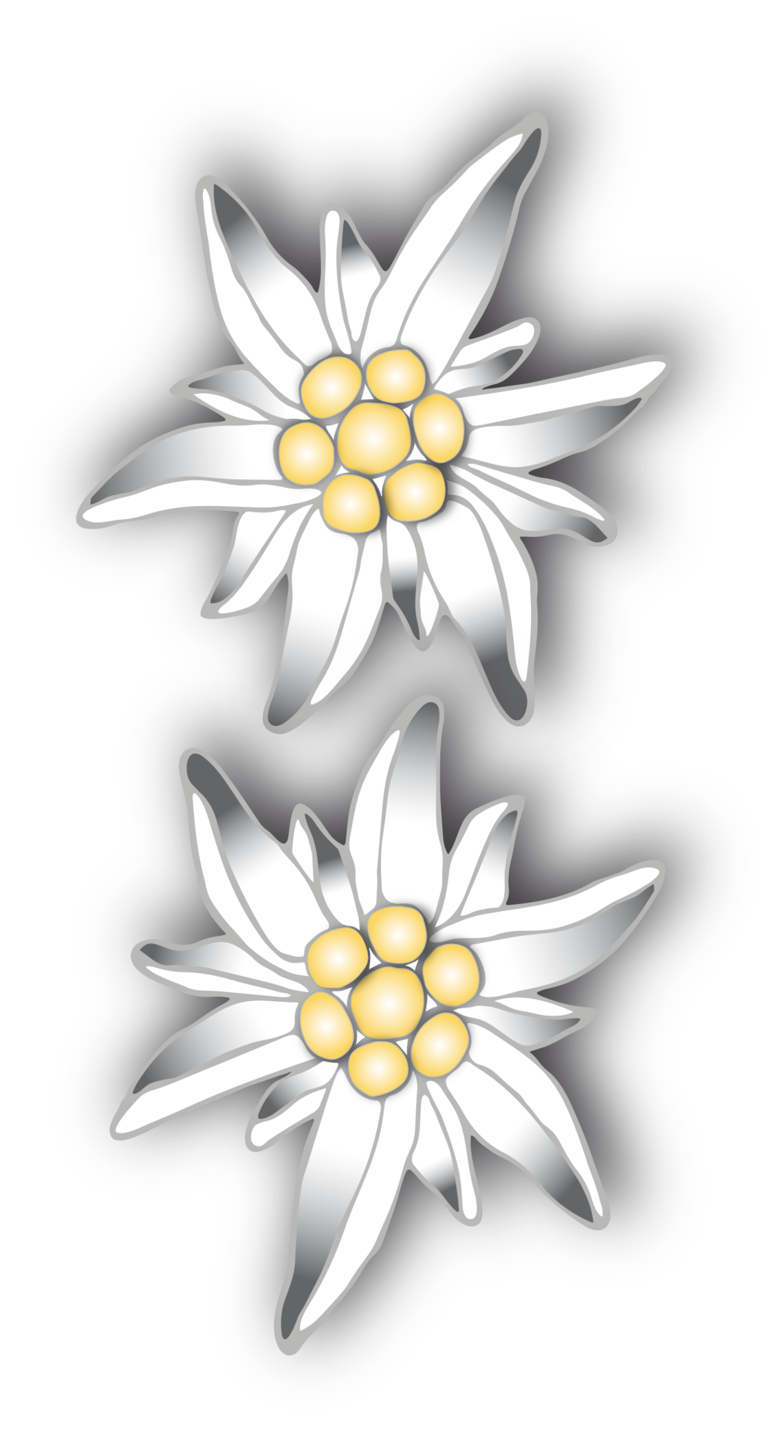 Edelweiss Transparent PNG Pictures - Free Icons and PNG Backgrounds