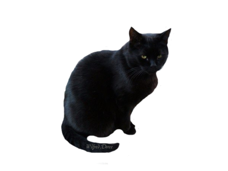 Black Cat Transparent PNG 467x350, 63.27 KB, Black Cat PNG Download