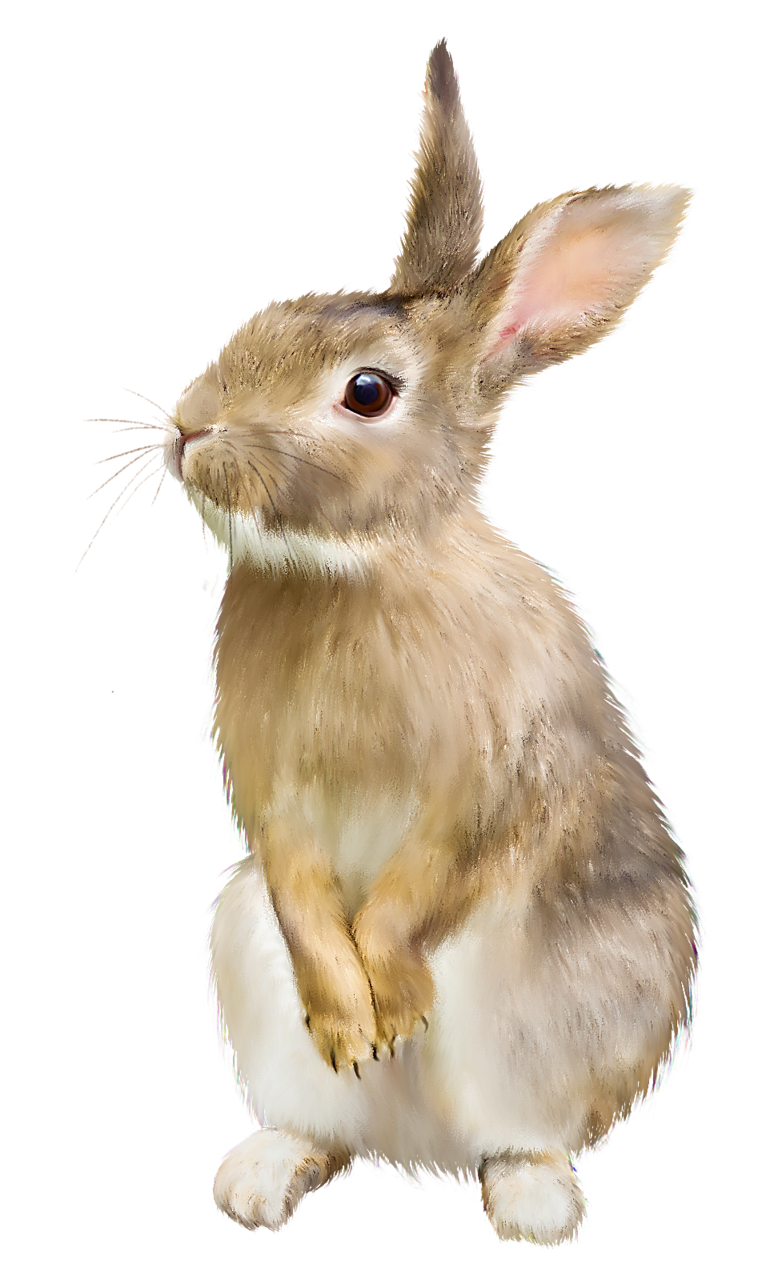 Brown Rabbit PNG Transparent Background, Free Download #40314 ...