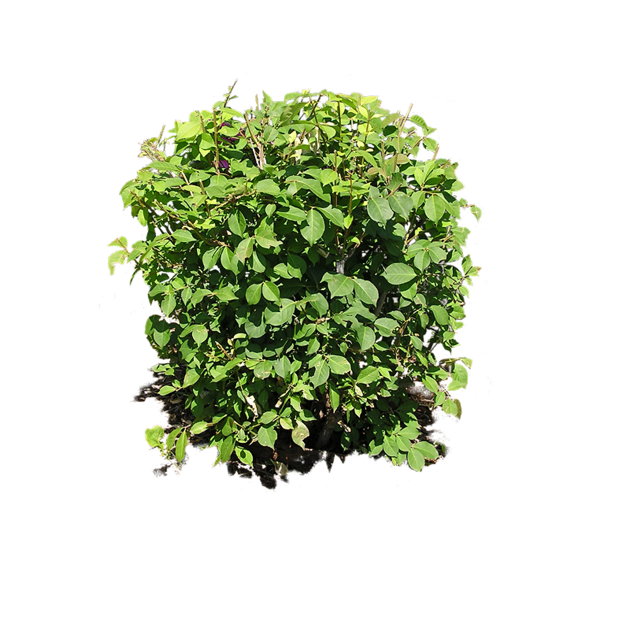 Bush plant png image #44918 - Free Icons and PNG Backgrounds