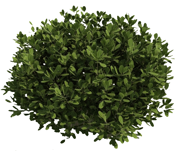 Bushes PNG, Bushes Transparent Background - FreeIconsPNG