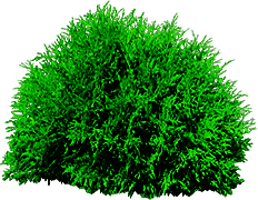 Bush Png Bush Transparent Background Freeiconspng Images