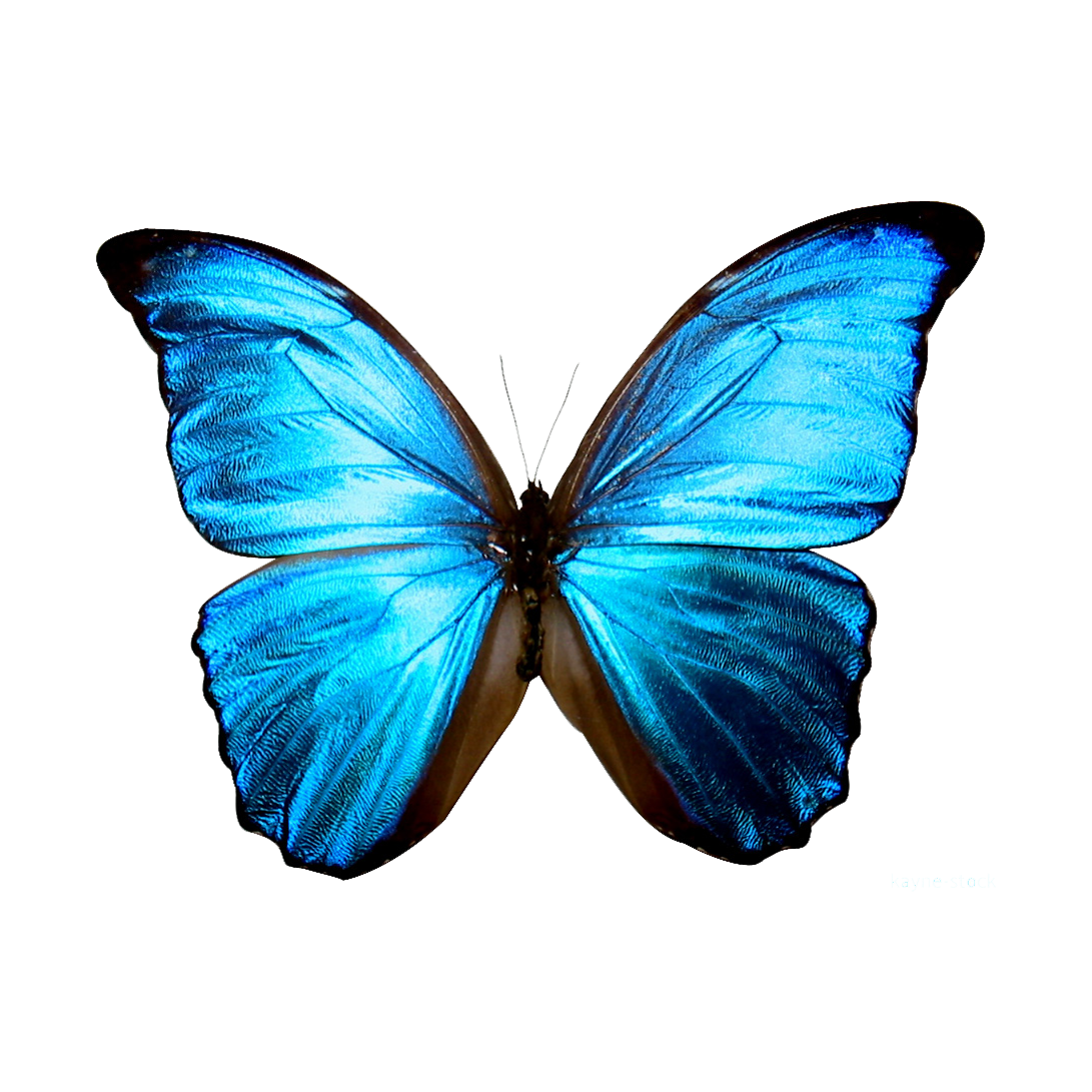 Thưởng thức bộ sưu tập biểu tượng bướm PNG chất lượng cao với nền trong suốt, miễn phí cho mọi người. Những hình ảnh chất lượng cao, phù hợp với nhiều loại ứng dụng và dự án. Hãy nhấn vào ảnh để tận hưởng vẻ đẹp đầy sắc màu này!