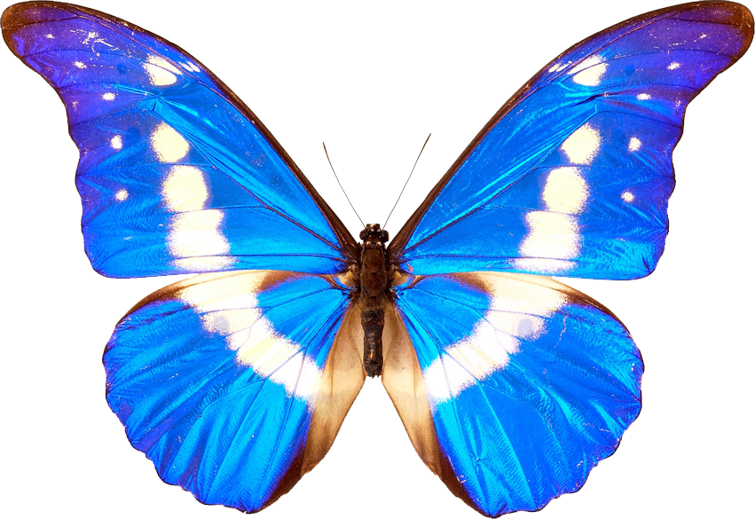 Butterfly PNG, Butterfly Transparent Background - FreeIconsPNG