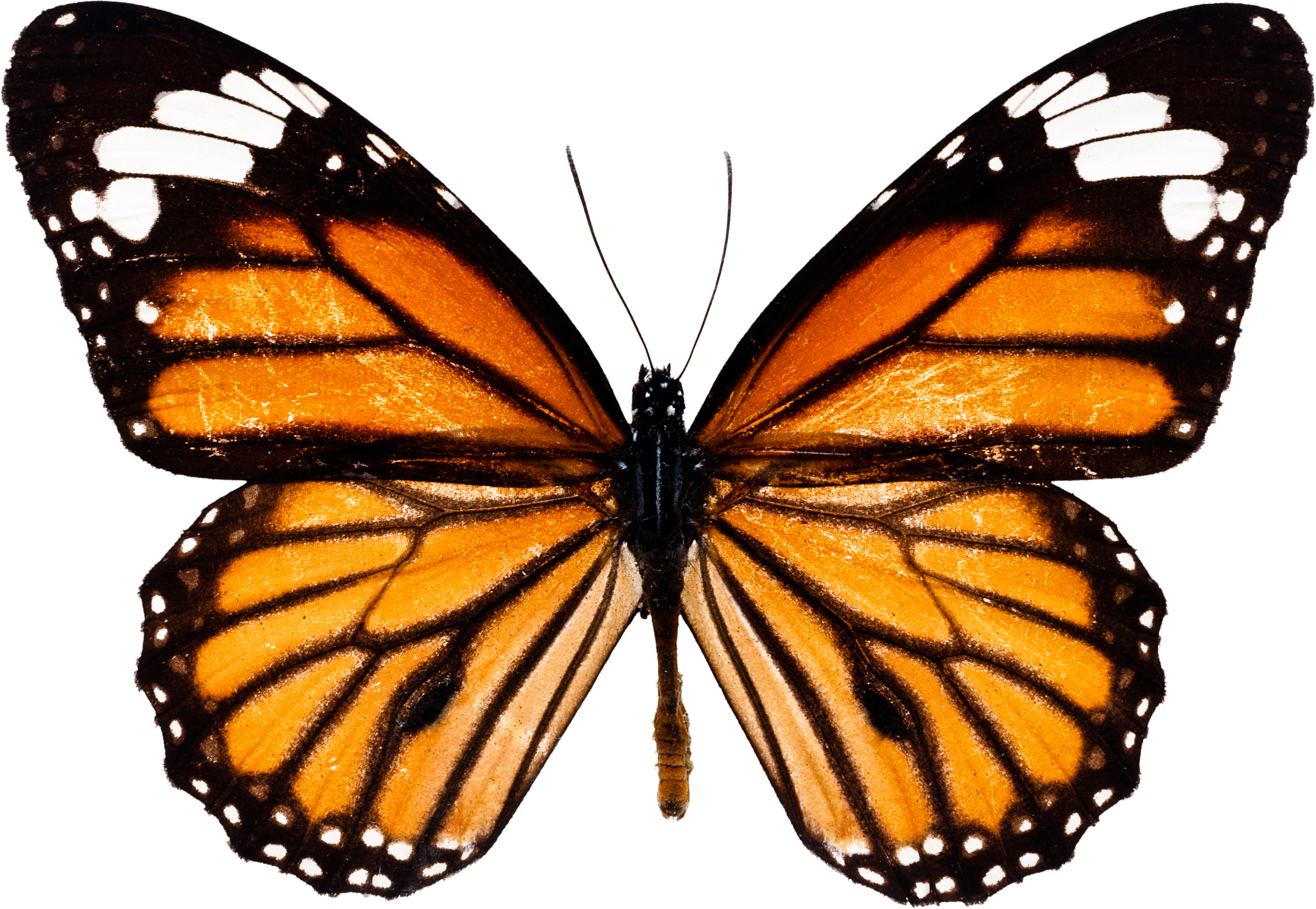 Butterfly PNG, Butterfly Transparent Background - FreeIconsPNG