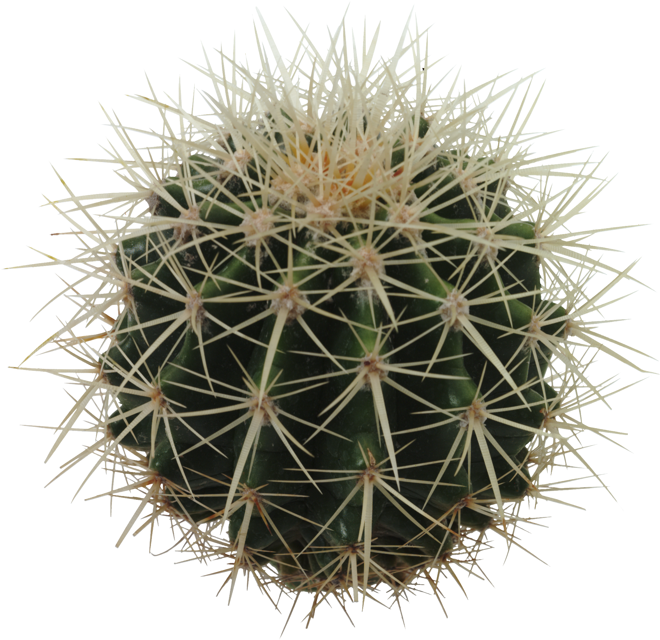 High Resolution Cactus Clipart PNG Transparent Background, Free