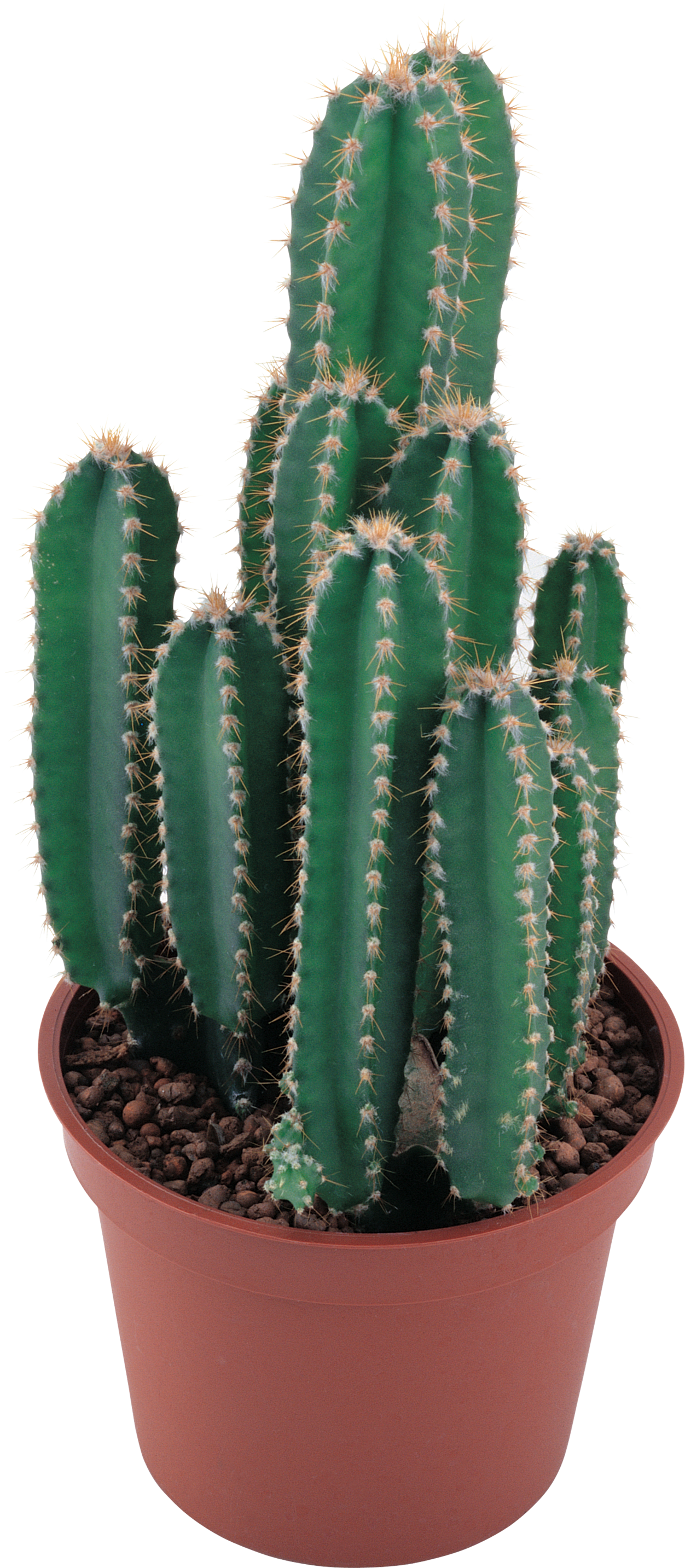 Cactus In Png 1252x2866, 4.44 MB, Cactus PNG Download - FreeIconsPNG