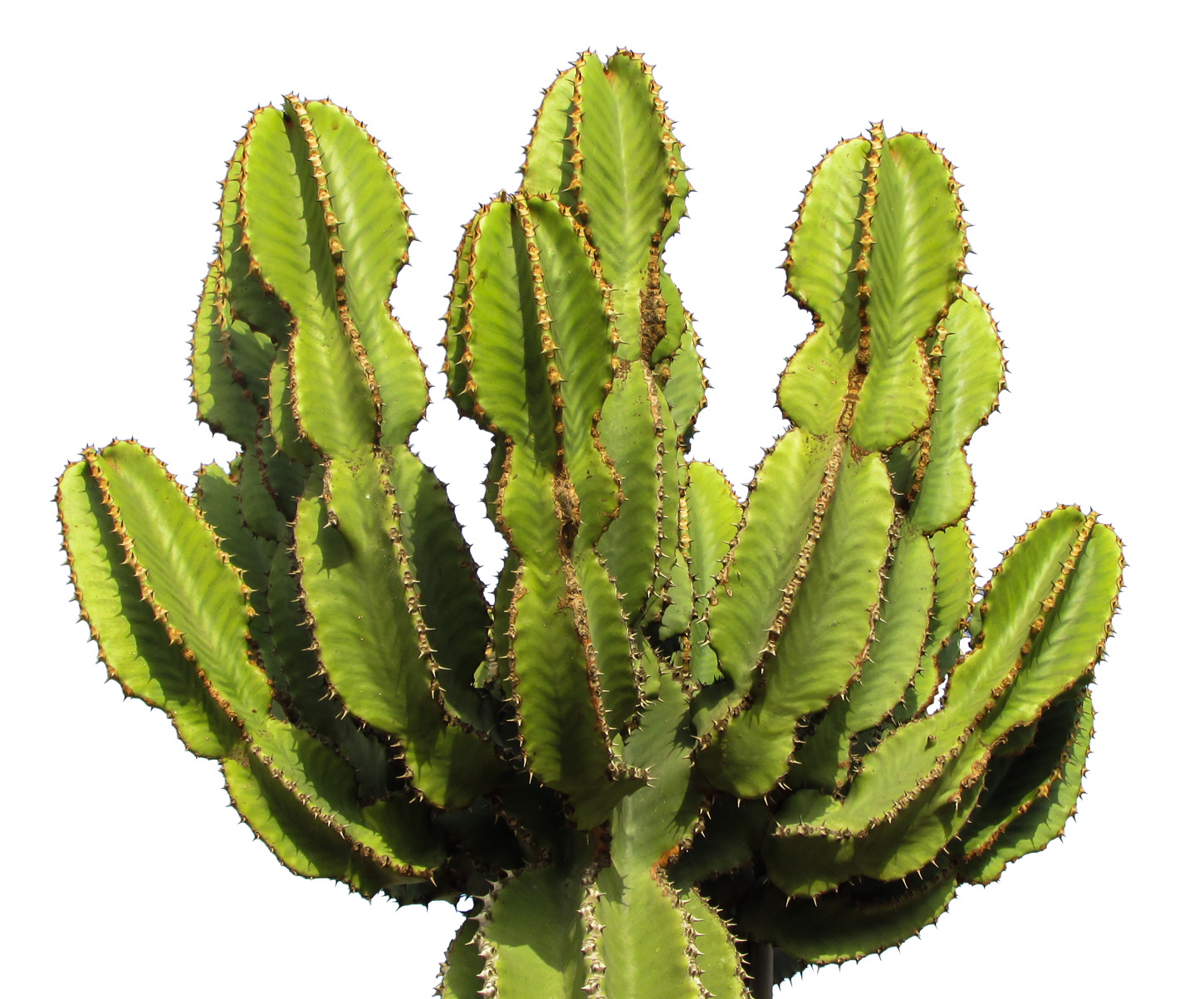 Cactus Images PNG Transparent Background, Free Download #39157 ...