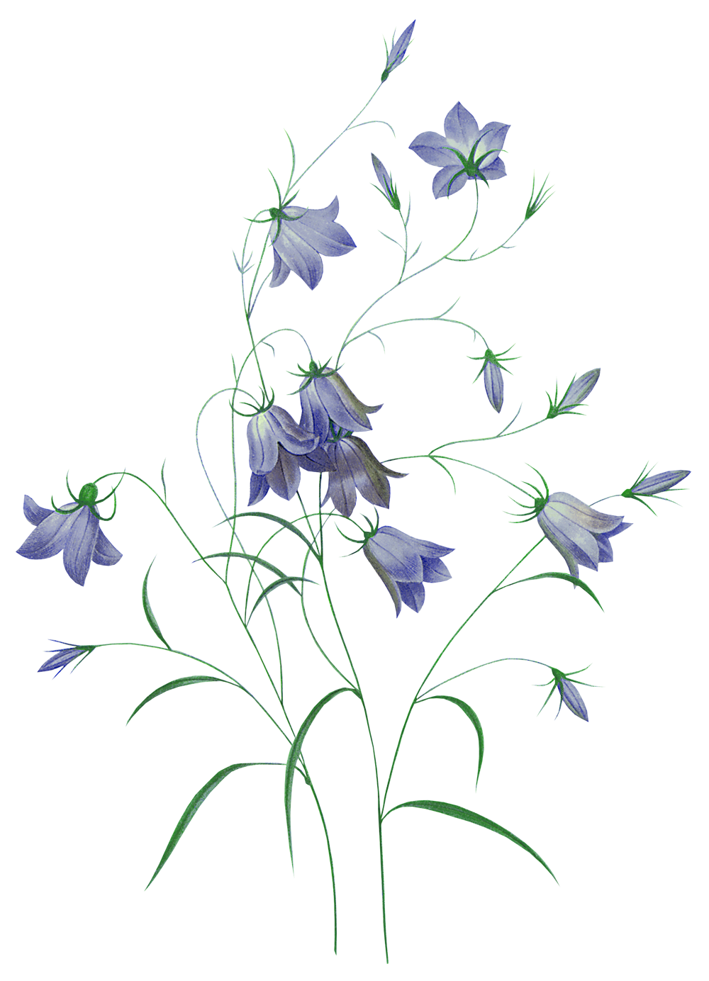 Bellflower PNG, Bellflower Transparent Background - FreeIconsPNG