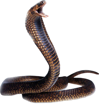 Cobra Snake PNG Transparent Background, Free Download #3638 - FreeIconsPNG