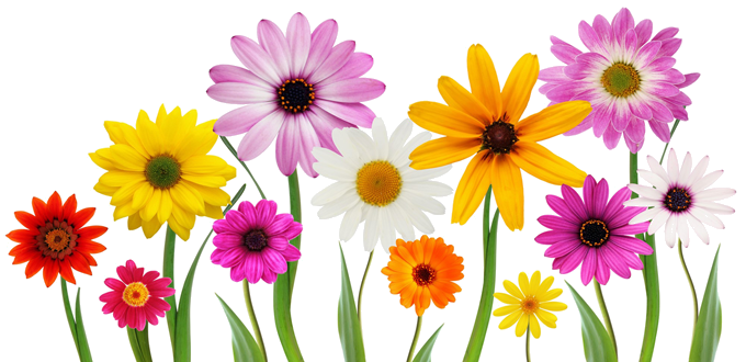 Spring Flowers Transparent PNG Pictures - Free Icons and PNG Backgrounds