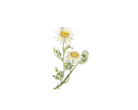 Chamomile PNG, Chamomile Transparent Background - FreeIconsPNG