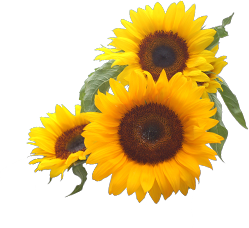 Free Free 152 Transparent Background Sunflower Clipart Sunflower Png SVG PNG EPS DXF File