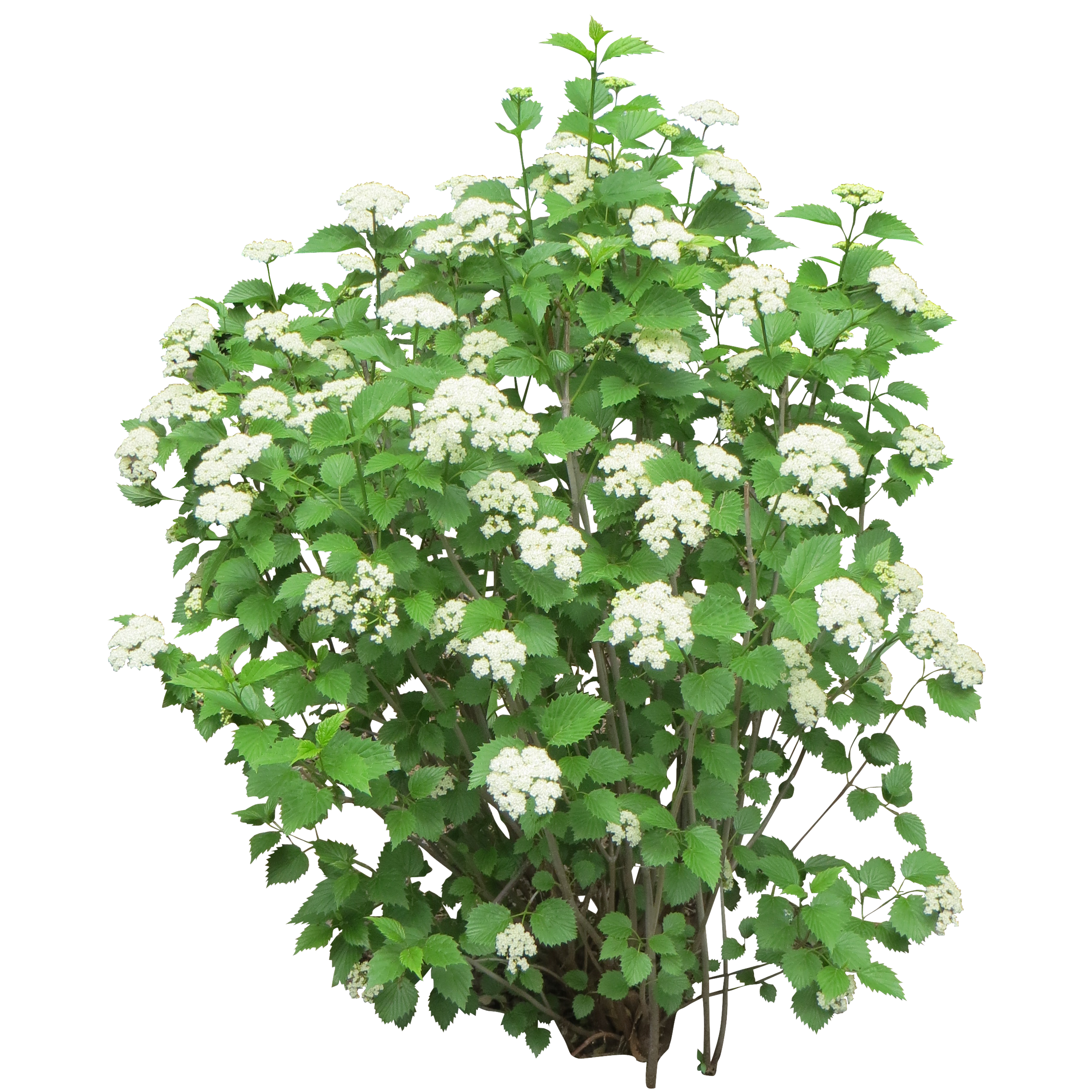 Cutout Of Bush With White Flowers PNG Transparent Background, Free