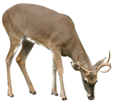 Whitetail Deer Png