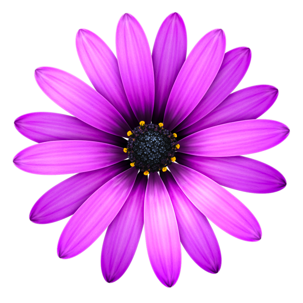 Flowers Icon, Transparent Flowers.PNG Images & Vector - Free Icons and
