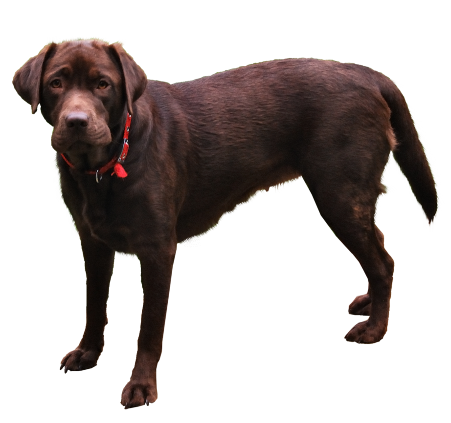 Dog PNG, Dog Transparent Background - FreeIconsPNG