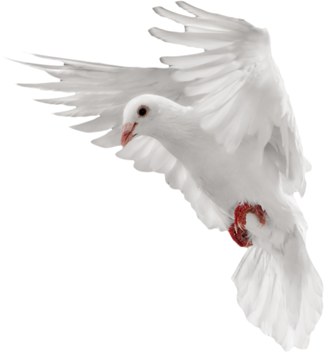 Dove PNG, Dove Transparent Background - FreeIconsPNG