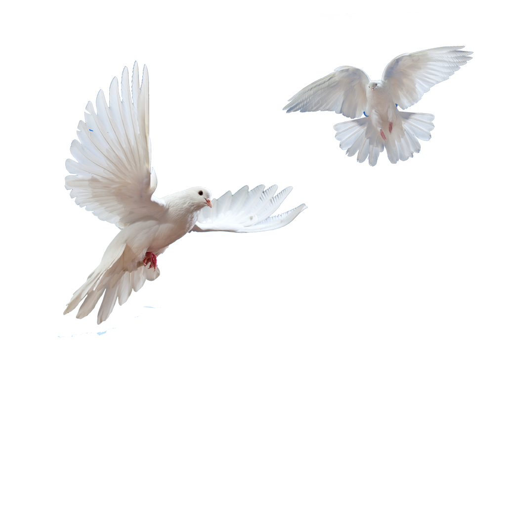 flying doves