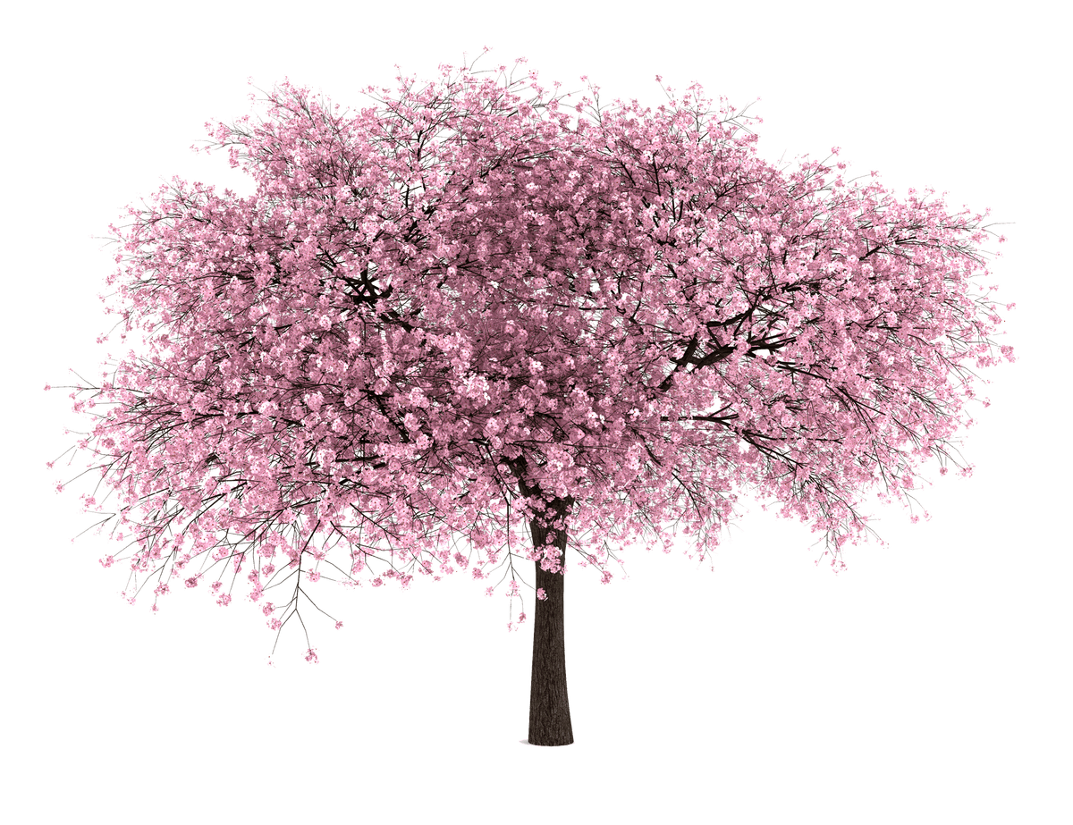 Download For Free Cherry Blossom High Resolution PNG Transparent