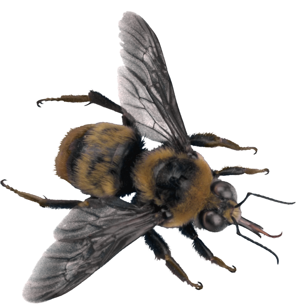 Bee PNG Images - FreeIconsPNG