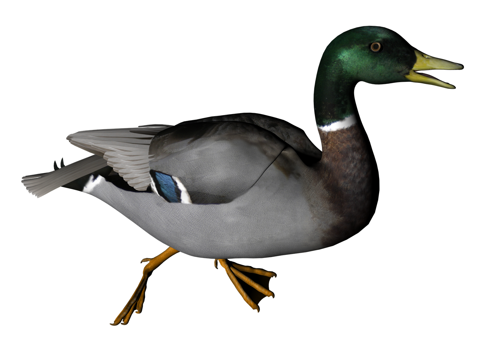 Hd Duck Image In Our System Png Transparent Background Free Download Freeiconspng