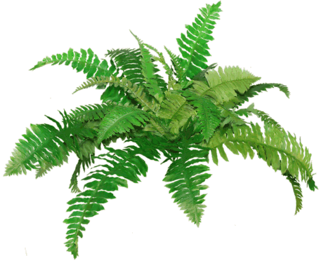 High Quality Ferns Cliparts For Free! PNG Transparent Background, Free ...