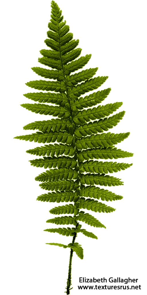 PNG File Ferns #26183 - Free Icons and PNG Backgrounds