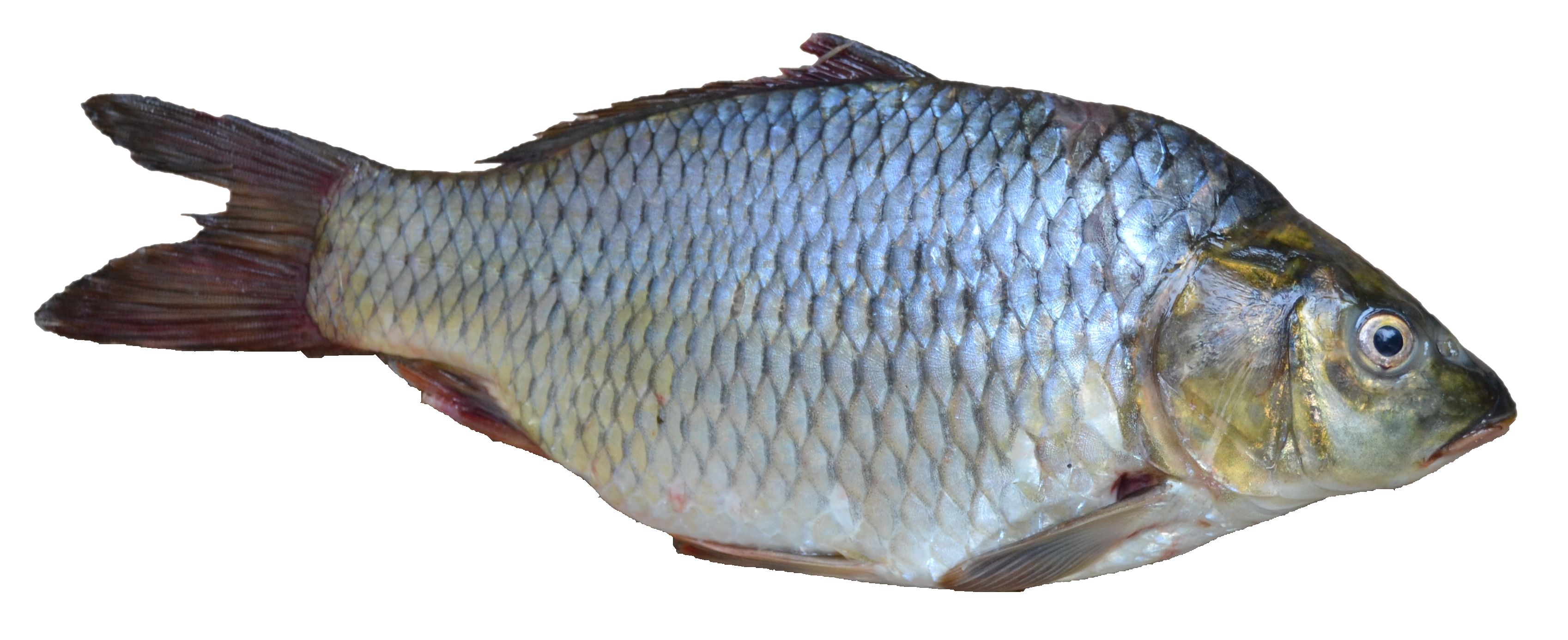 Download Free High Quality Fish Images Png Transparent Background Free Download 26347 Freeiconspng