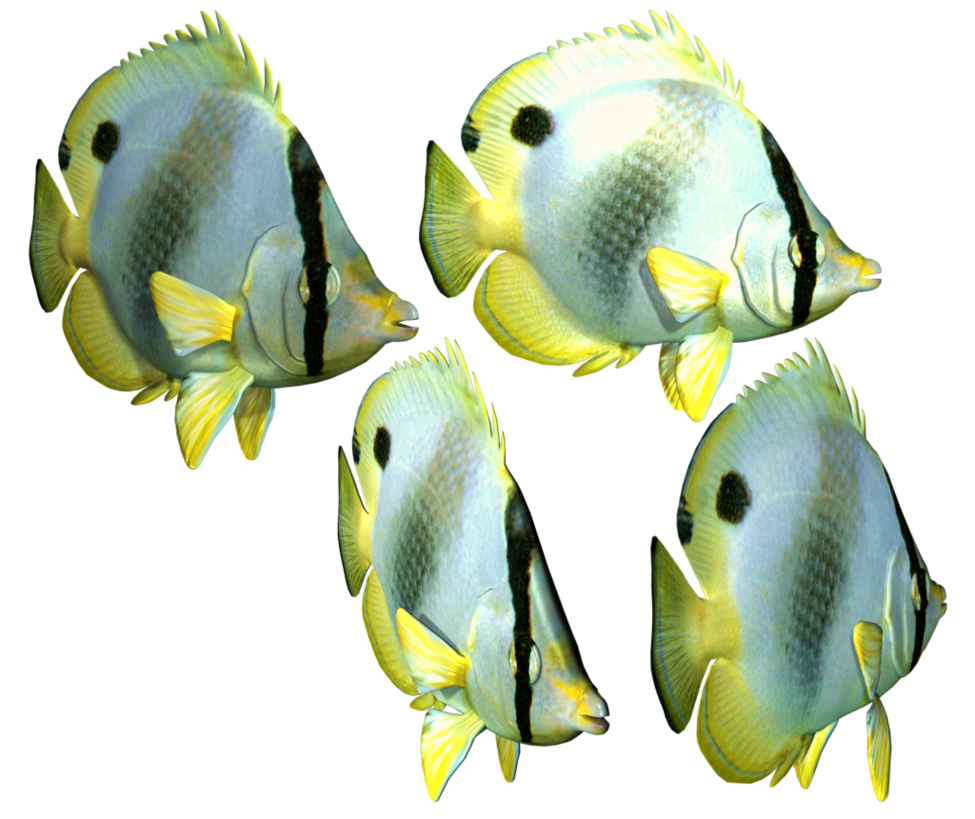 Fish PNG, Fish Transparent Background - FreeIconsPNG