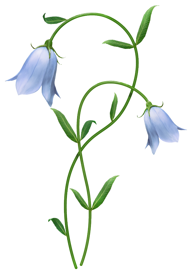 Flower Images Of Bellflower PNG Transparent Background, Free Download #4871...