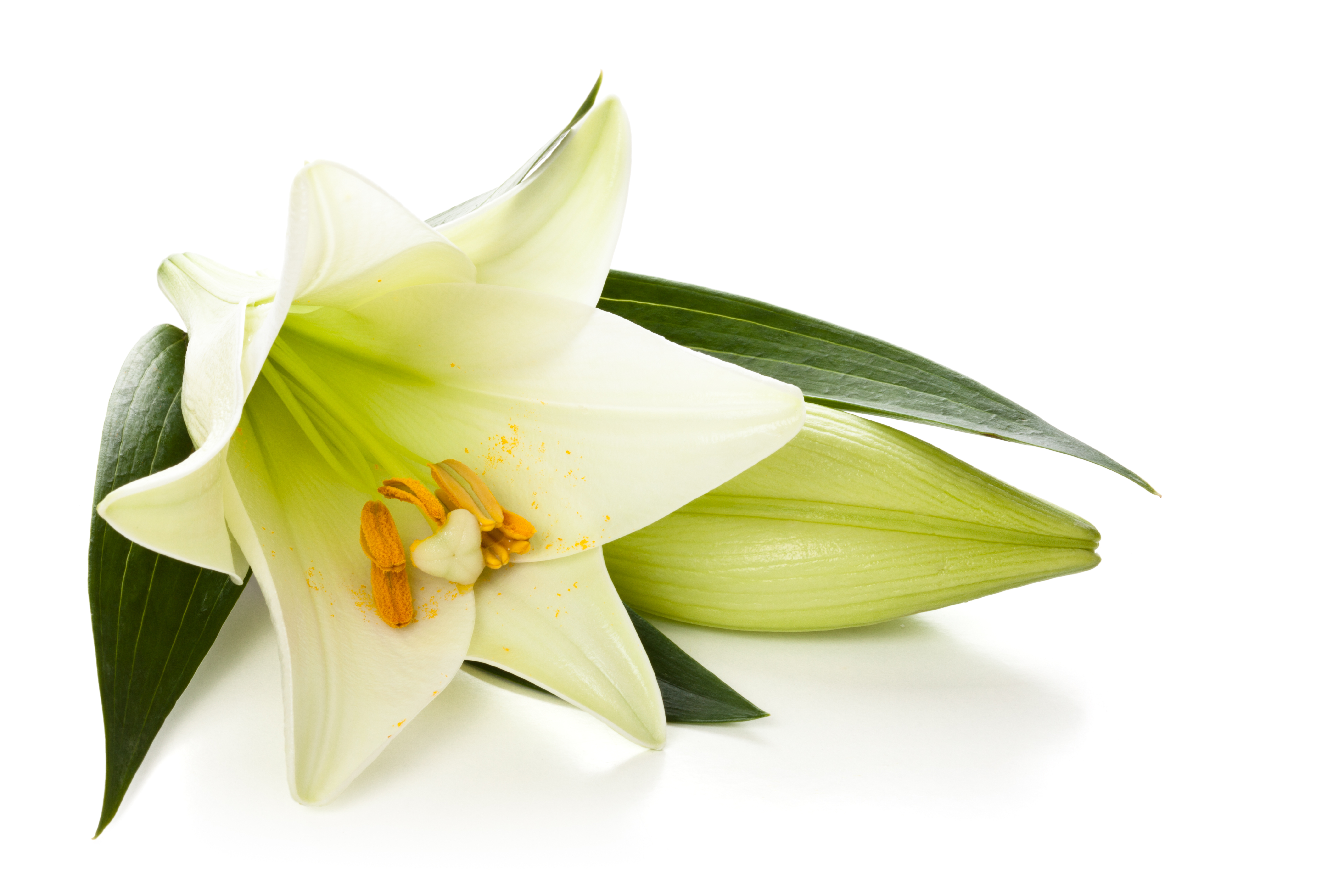Lily Flower Transparent PNG Pictures - Free Icons and PNG Backgrounds