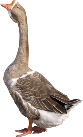 Goose PNG Transparent Background, Free Download #33512 - FreeIconsPNG