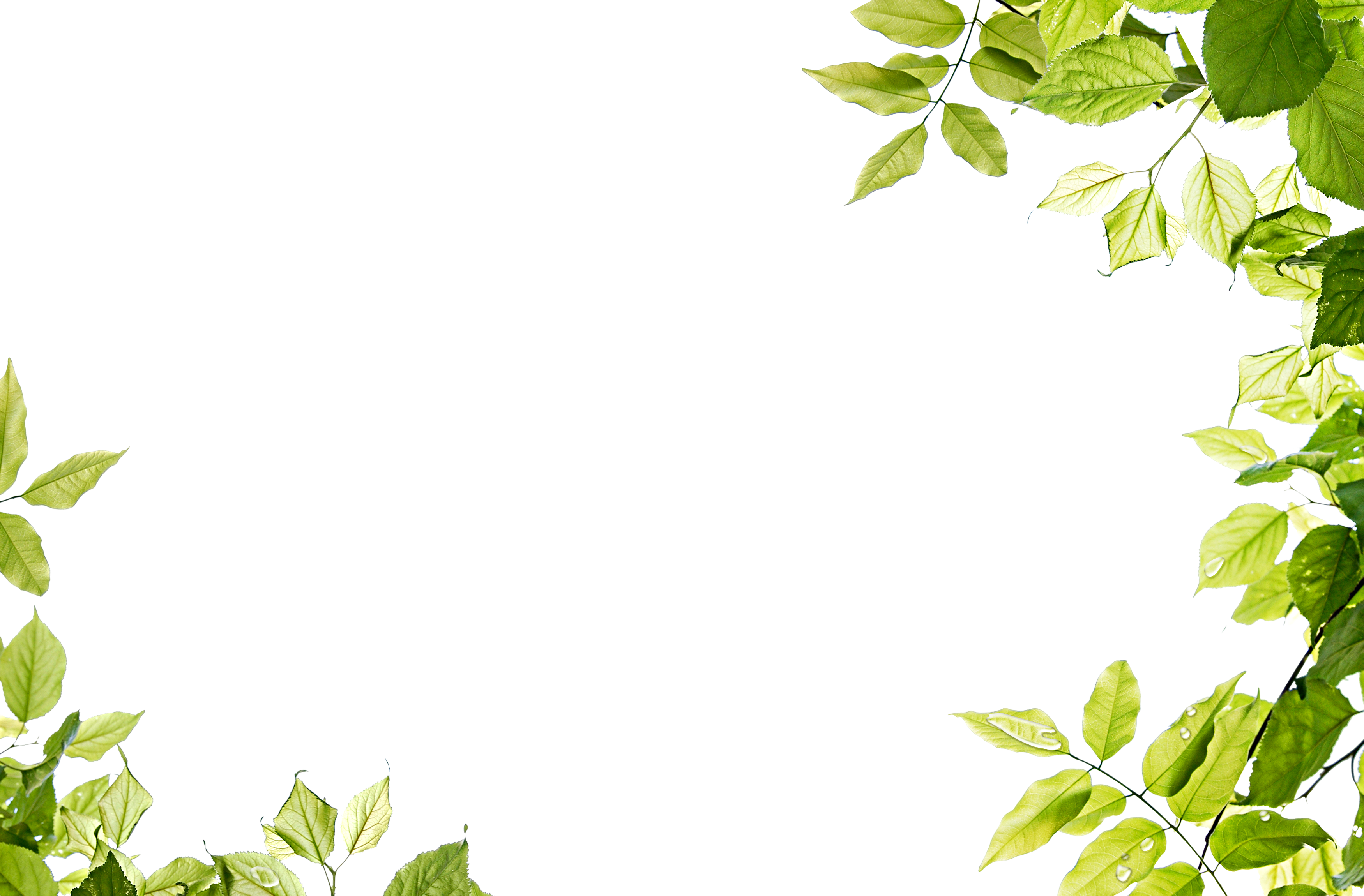 Green Leaf From Edge Hd Video Frame Background PNG Transparent Background,  Free Download #47684 - FreeIconsPNG