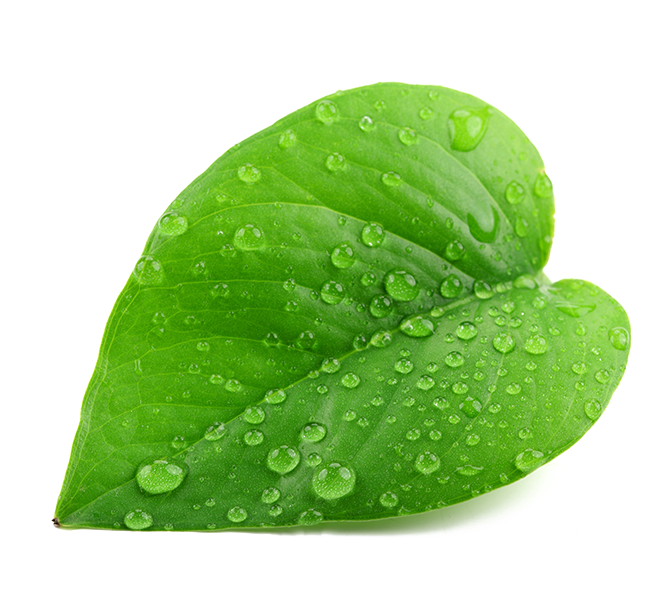 Top 60+ imagen green leaf transparent background - thpthoangvanthu.edu.vn
