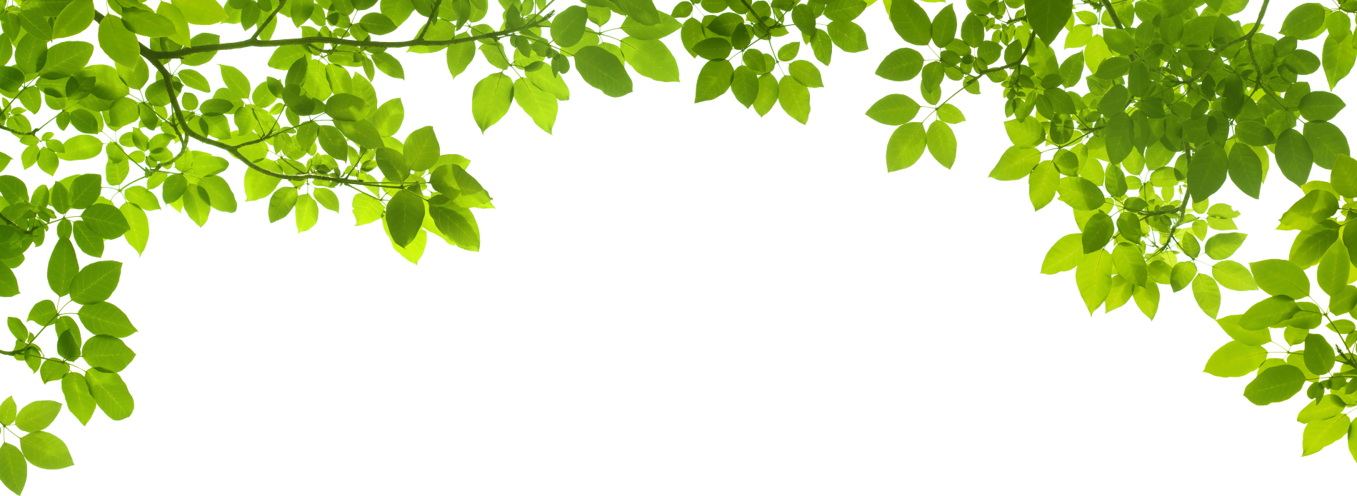 Gambar Background Daun 3D Green leafs png 44853 Free Icons and PNG Backgrounds 
