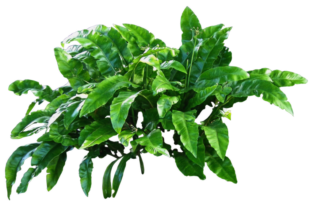 Green Plants Png Transparent Background Free Download 44902 Freeiconspng
