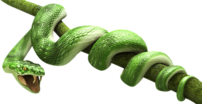 Green Snake PNG Transparent Background, Free Download #3640 - FreeIconsPNG