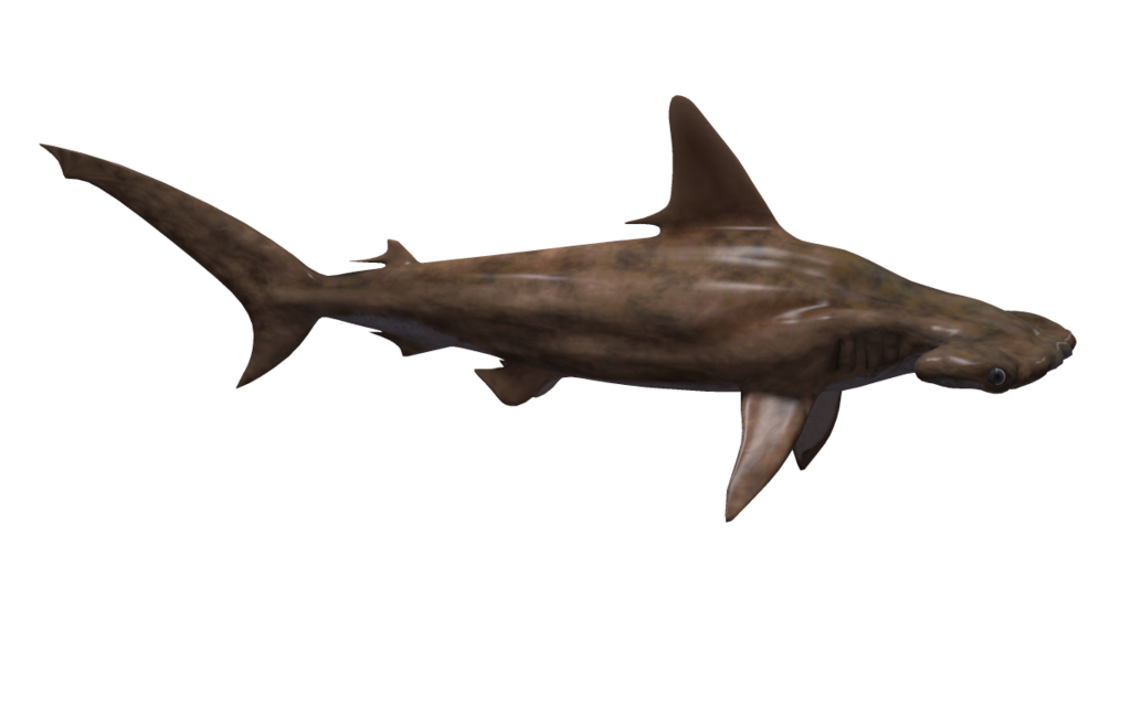 hammerhead shark background