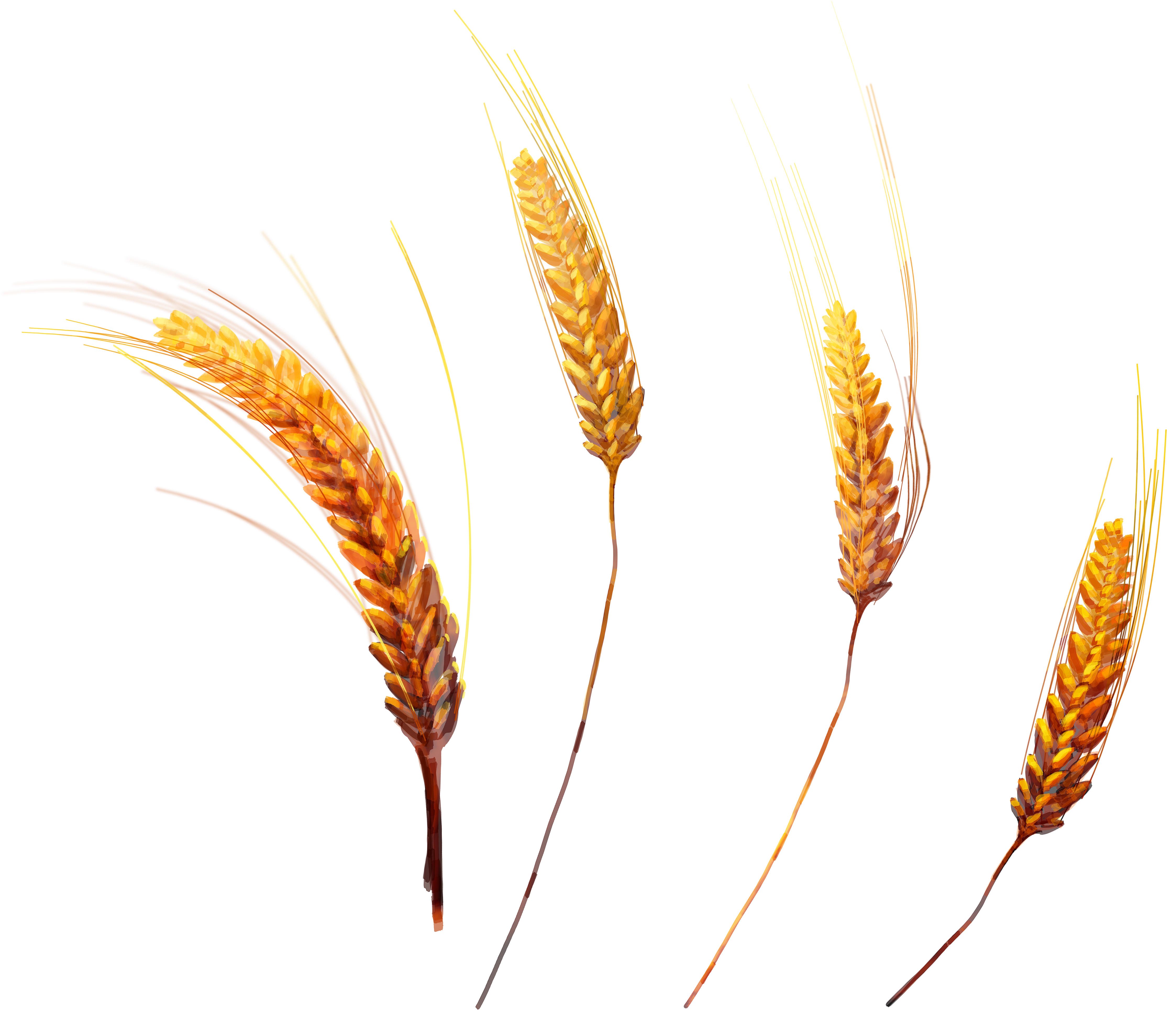 Wheat Transparent Png Pictures Free Icons And Png Backgrounds